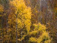 Hell leuchtende Lärchen im Herbstkleid nahe Aschau